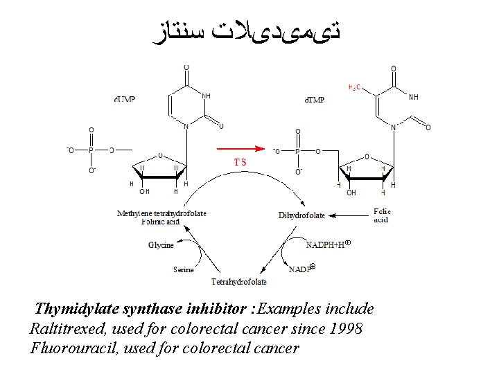  ﺗیﻤیﺪیﻼﺕ ﺳﻨﺘﺎﺯ Thymidylate synthase inhibitor : Examples include Raltitrexed, used for colorectal cancer