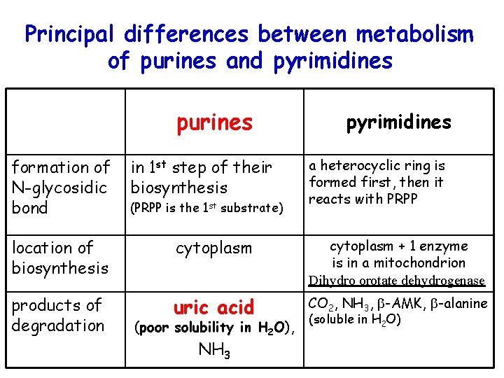 Principal differences between metabolism of purines and pyrimidines purines formation of N-glycosidic bond in