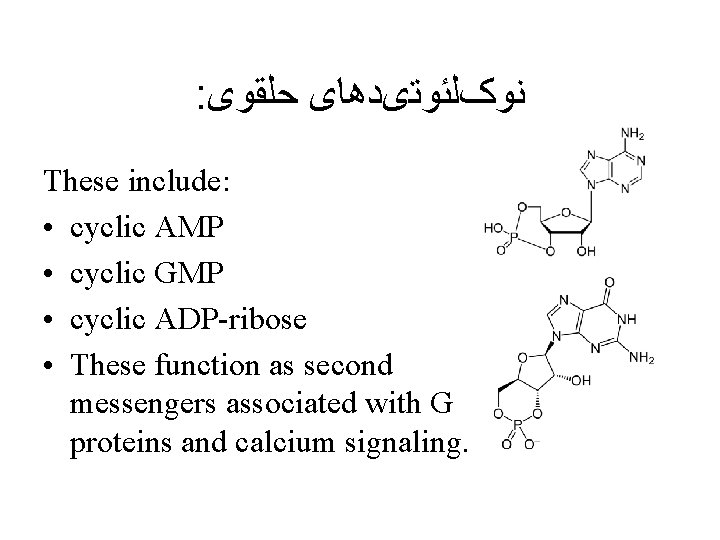 : ﻧﻮکﻠﺌﻮﺗیﺪﻫﺎی ﺣﻠﻘﻮی These include: • cyclic AMP • cyclic GMP • cyclic ADP-ribose