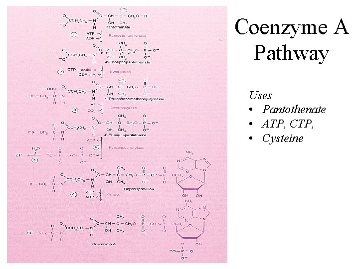 Coenzyme A Pathway Uses • Pantothenate • ATP, CTP, • Cysteine 