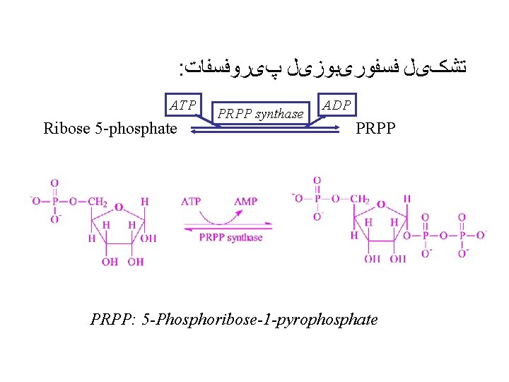 : ﺗﺸکیﻞ ﻓﺴﻔﻮﺭیﺒﻮﺯیﻞ پیﺮﻭﻓﺴﻔﺎﺕ ATP Ribose 5 -phosphate PRPP synthase ADP PRPP: 5 -Phosphoribose-1
