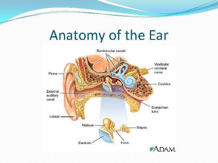 Anatomy of the Ear 