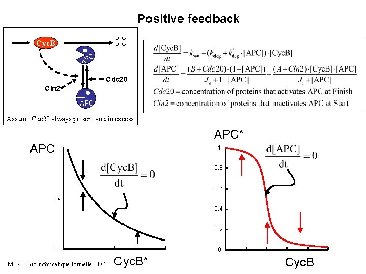 Positive feedback Cyc. B C AP Cdc 20 Cln 2 APC Assume Cdc 28