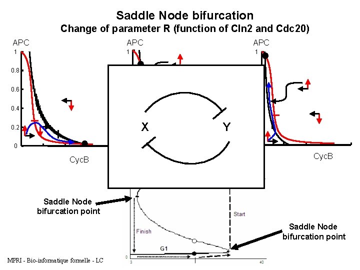 Saddle Node bifurcation Change of parameter R (function of Cln 2 and Cdc 20)