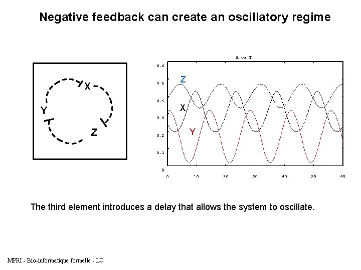 Negative feedback can create an oscillatory regime Z X X Y Z Y The