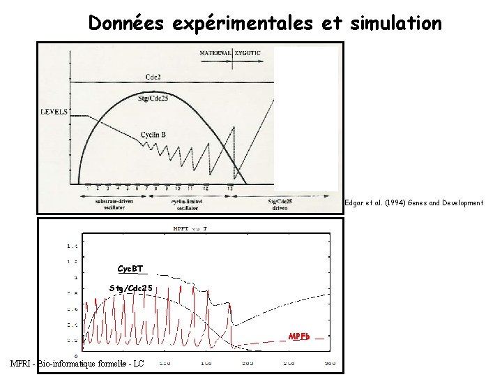 Données expérimentales et simulation Edgar et al. (1994) Genes and Development Cyc. BT Stg/Cdc