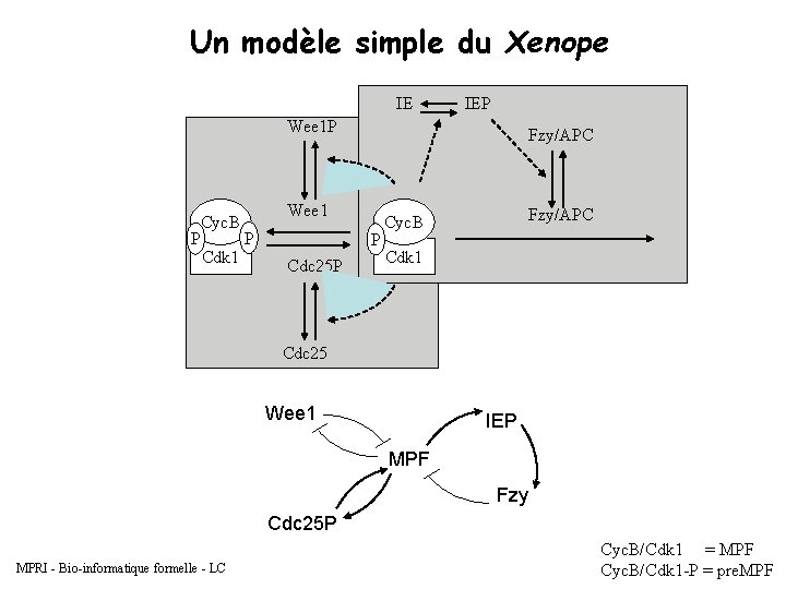 Un modèle simple du Xenope IE IEP Wee 1 P P Cyc. B Cdk