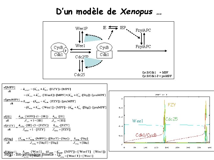 D’un modèle de Xenopus … Cyc. B Cdk 1 Wee 1 P IE Wee