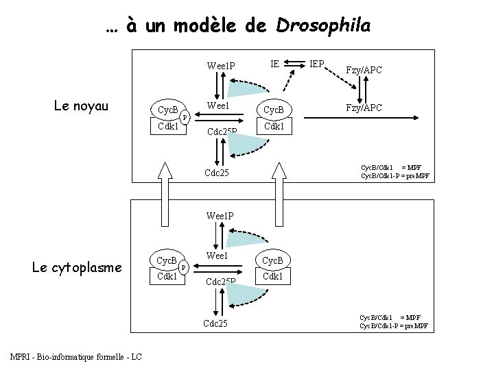 … à un modèle de Drosophila Le noyau Cyc. B Cdk 1 Wee 1