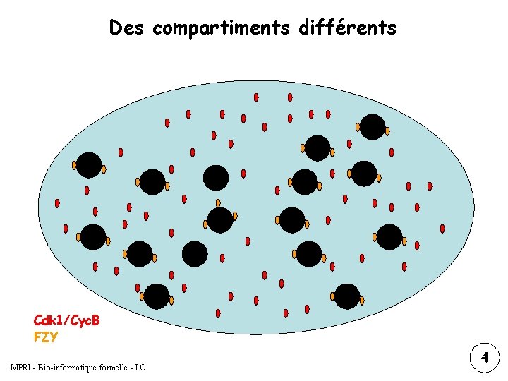 Des compartiments différents Cdk 1/Cyc. B FZY MPRI - Bio-informatique formelle - LC 1