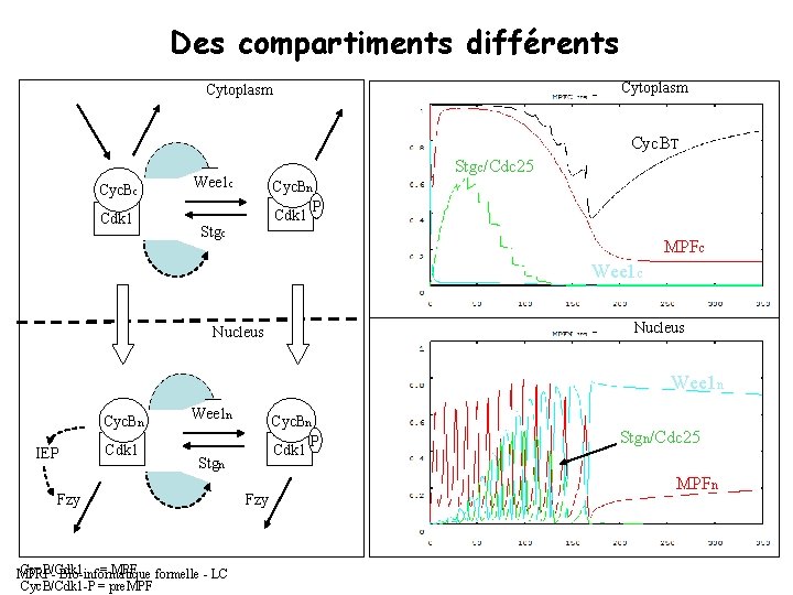 Des compartiments différents Cytoplasm Cyc. BT Cyc. Bc Cdk 1 Stgc/Cdc 25 Wee 1