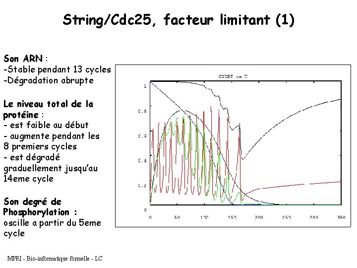 String/Cdc 25, facteur limitant (1) Son ARN : -Stable pendant 13 cycles -Dégradation abrupte