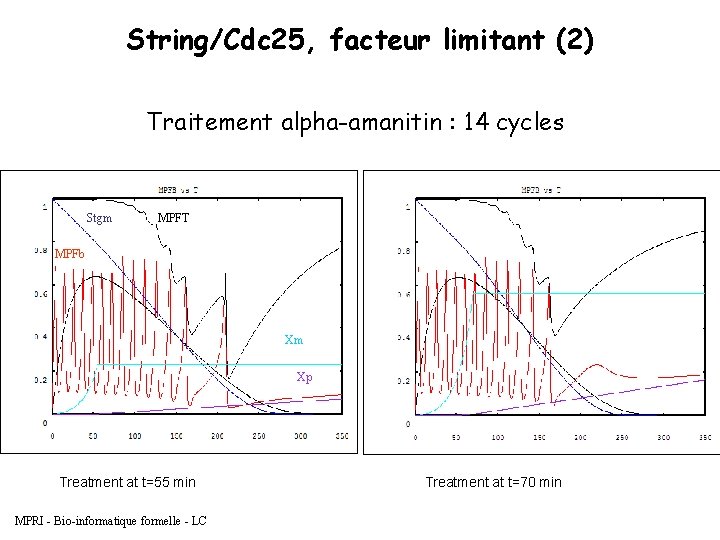 String/Cdc 25, facteur limitant (2) Traitement alpha-amanitin : 14 cycles Stgm MPFT MPFb Xm