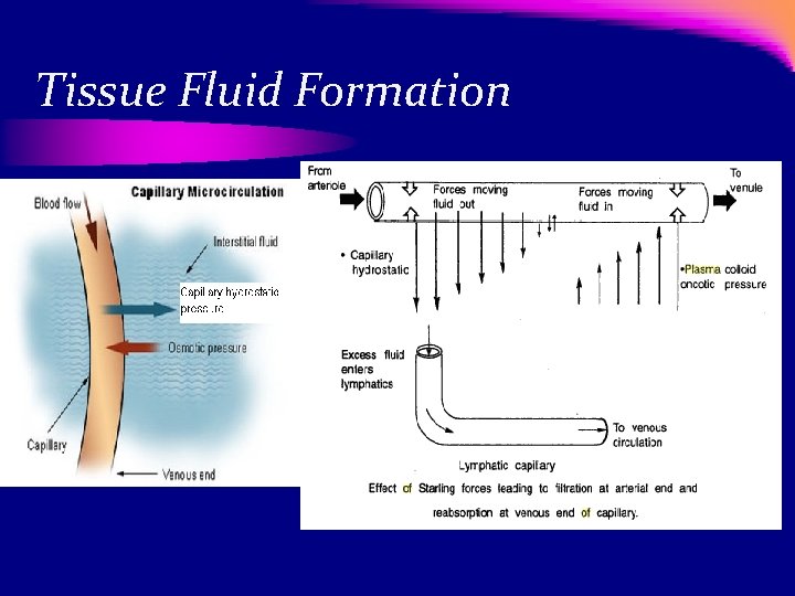 Tissue Fluid Formation 