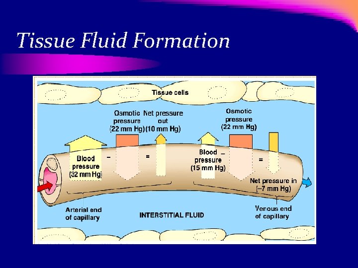 Tissue Fluid Formation 
