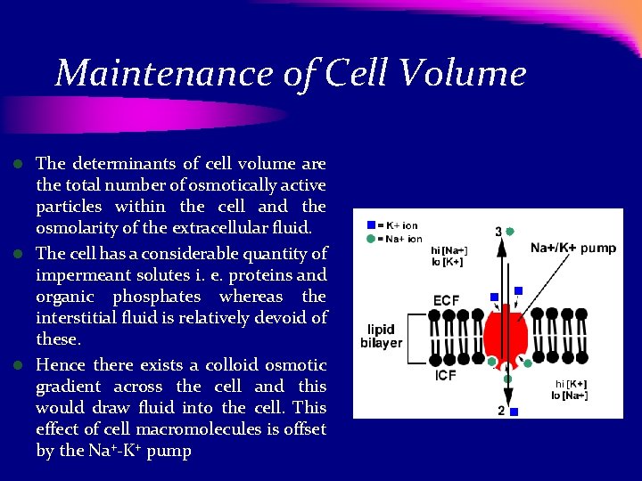 Maintenance of Cell Volume l The determinants of cell volume are the total number