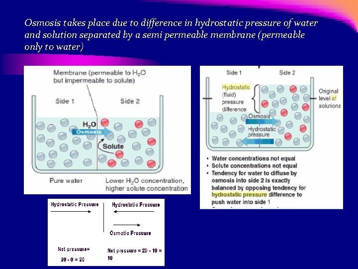 Osmosis takes place due to difference in hydrostatic pressure of water and solution separated
