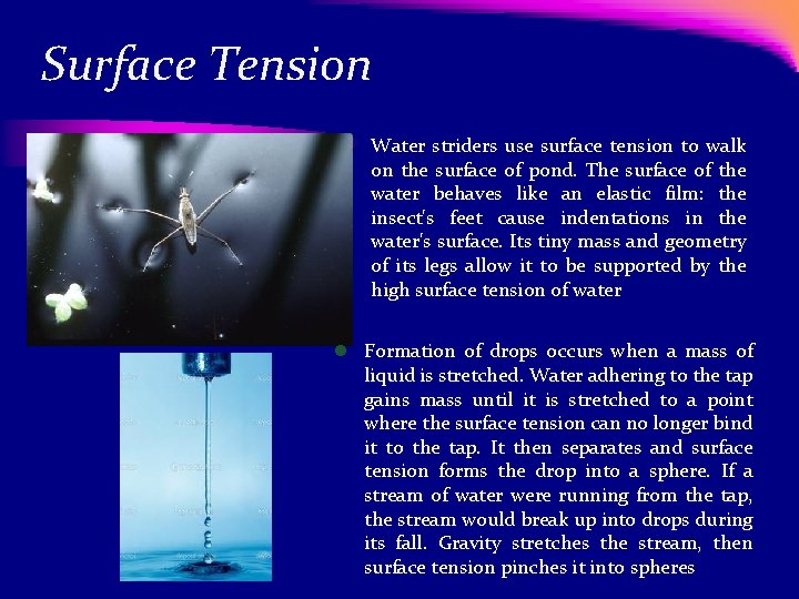 Surface Tension l Water striders use surface tension to walk on the surface of