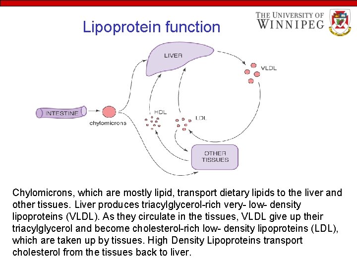 Lipoprotein function Chylomicrons, which are mostly lipid, transport dietary lipids to the liver and