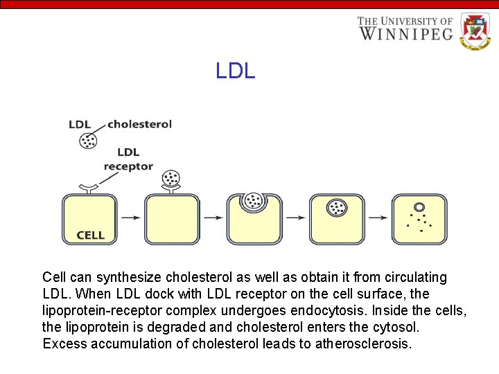 LDL Cell can synthesize cholesterol as well as obtain it from circulating LDL. When