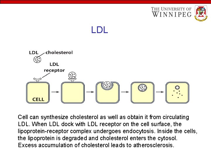 LDL Cell can synthesize cholesterol as well as obtain it from circulating LDL. When