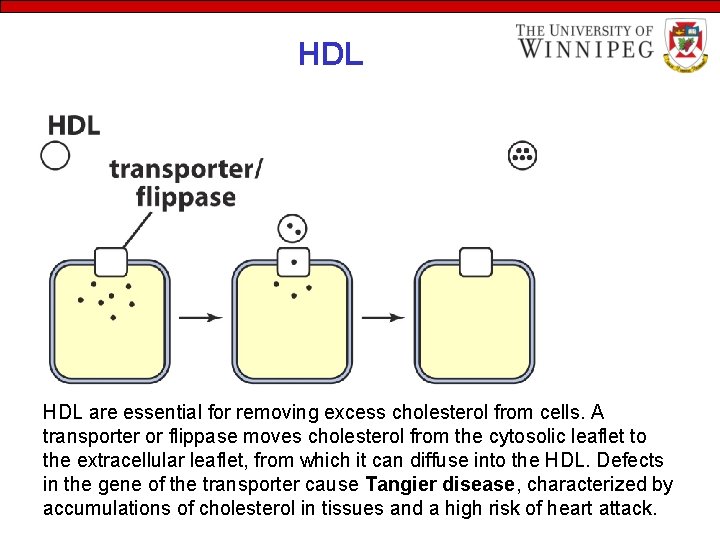 HDL are essential for removing excess cholesterol from cells. A transporter or flippase moves