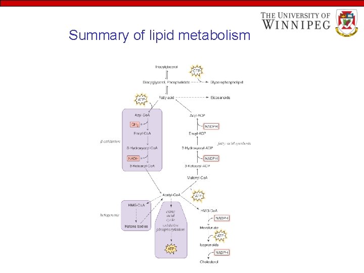 Summary of lipid metabolism 