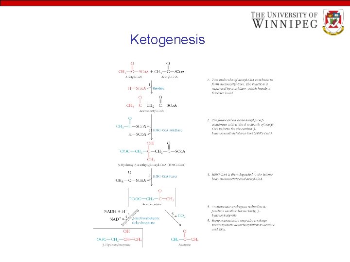 Ketogenesis 