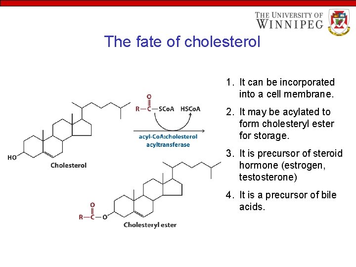 The fate of cholesterol 1. It can be incorporated into a cell membrane. 2.