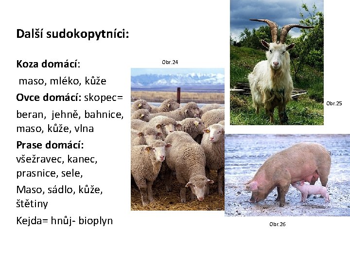 Další sudokopytníci: Koza domácí: maso, mléko, kůže Ovce domácí: skopec= beran, jehně, bahnice, maso,