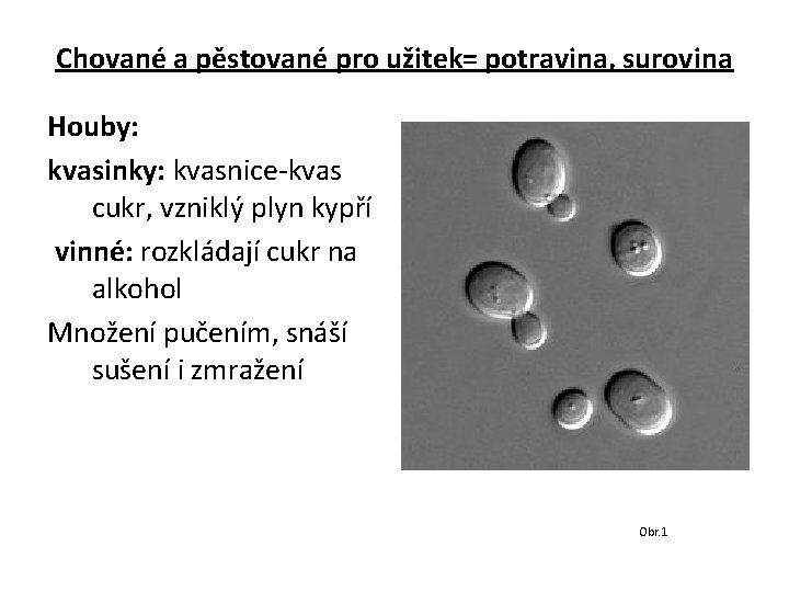 Chované a pěstované pro užitek= potravina, surovina Houby: kvasinky: kvasnice-kvas cukr, vzniklý plyn kypří