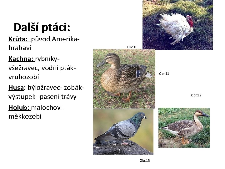 Další ptáci: Krůta: původ Amerikahrabaví Kachna: rybníkyvšežravec, vodní ptákvrubozobí Husa: býložravec- zobákvýstupek- pasení trávy