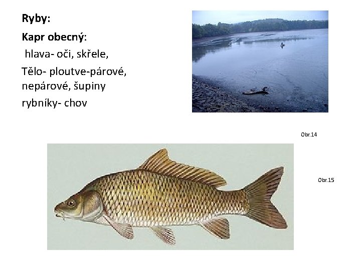 Ryby: Kapr obecný: hlava- oči, skřele, Tělo- ploutve-párové, nepárové, šupiny rybníky- chov Obr. 14