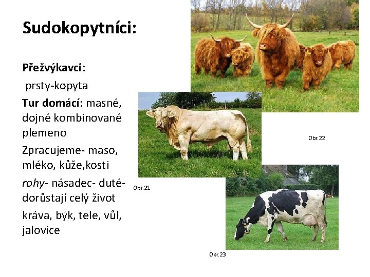 Sudokopytníci: Přežvýkavci: prsty-kopyta Tur domácí: masné, dojné kombinované plemeno Zpracujeme- maso, mléko, kůže, kosti