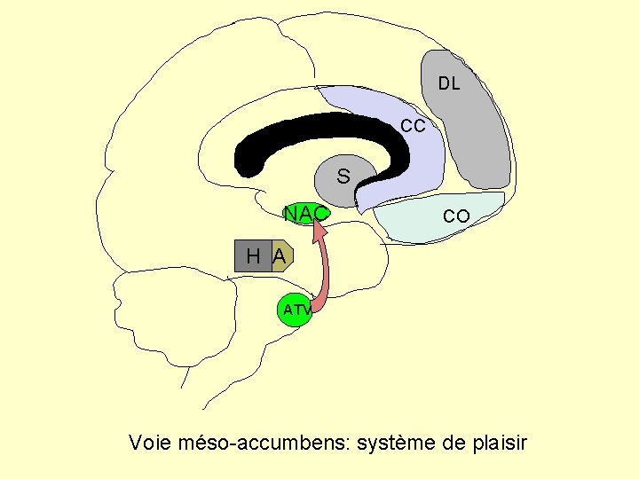 DL CC S NAC CO H A ATV Voie méso-accumbens: système de plaisir 