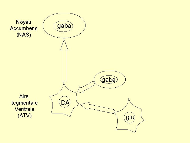 Noyau Accumbens (NAS) gaba Aire tegmentale Ventrale (ATV) DA glu 