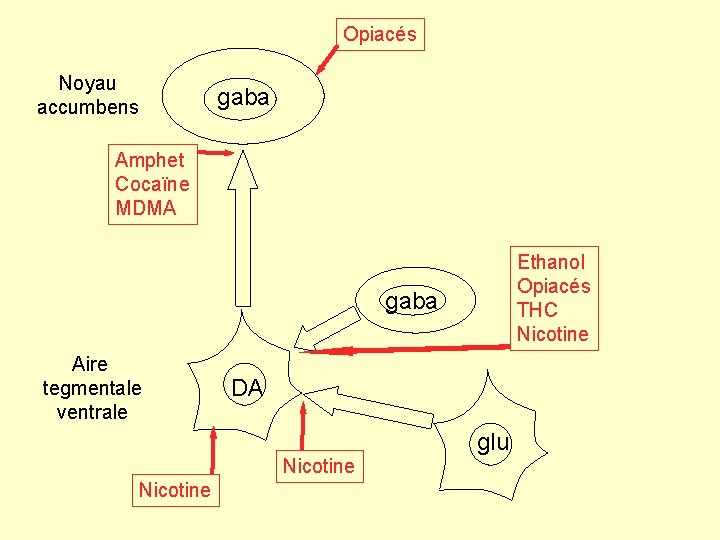 Opiacés Noyau accumbens gaba Amphet Cocaïne MDMA Ethanol Opiacés THC Nicotine gaba Aire tegmentale