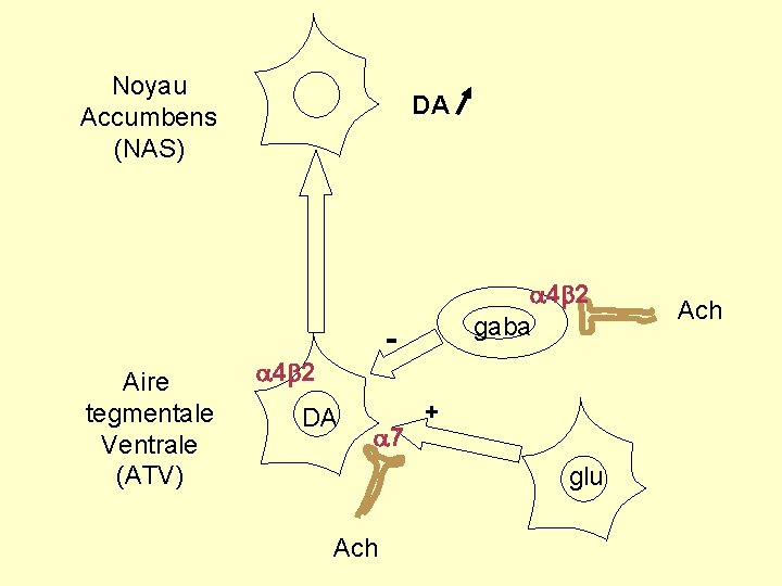 Noyau Accumbens (NAS) DA a 4 b 2 gaba Aire tegmentale Ventrale (ATV) a