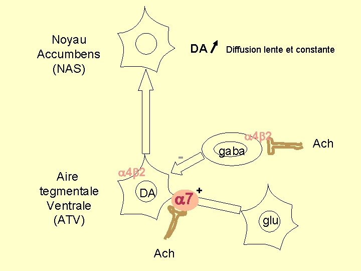 Noyau Accumbens (NAS) DA a 4 b 2 gaba Aire tegmentale Ventrale (ATV) Diffusion