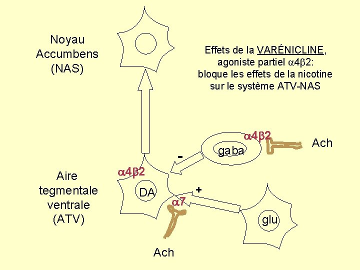 Noyau Accumbens (NAS) Effets de la VARÉNICLINE, agoniste partiel 4 2: bloque les effets