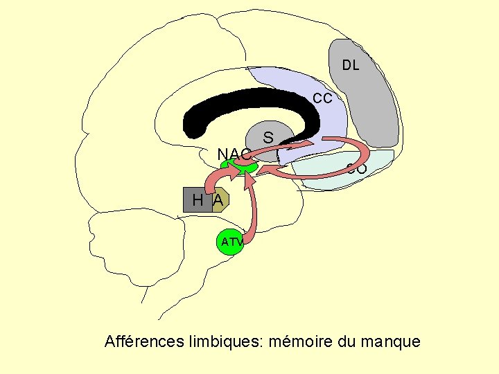 DL CC NAC S CO H A ATV Afférences limbiques: mémoire du manque 