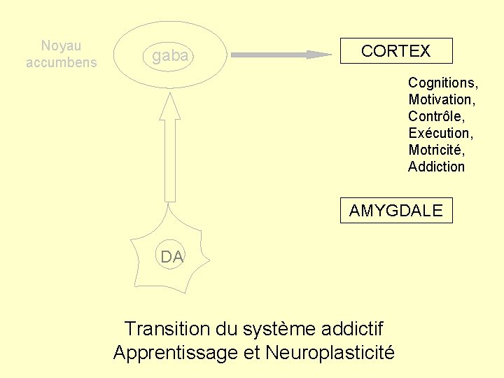 Noyau accumbens gaba CORTEX Cognitions, Motivation, Contrôle, Exécution, Motricité, Addiction AMYGDALE DA Transition du