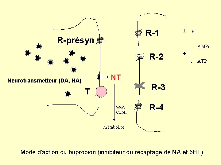 R-1 R-présyn ± PI AMPc R-2 ± ATP NT Neurotransmetteur (DA, NA) R-3 T