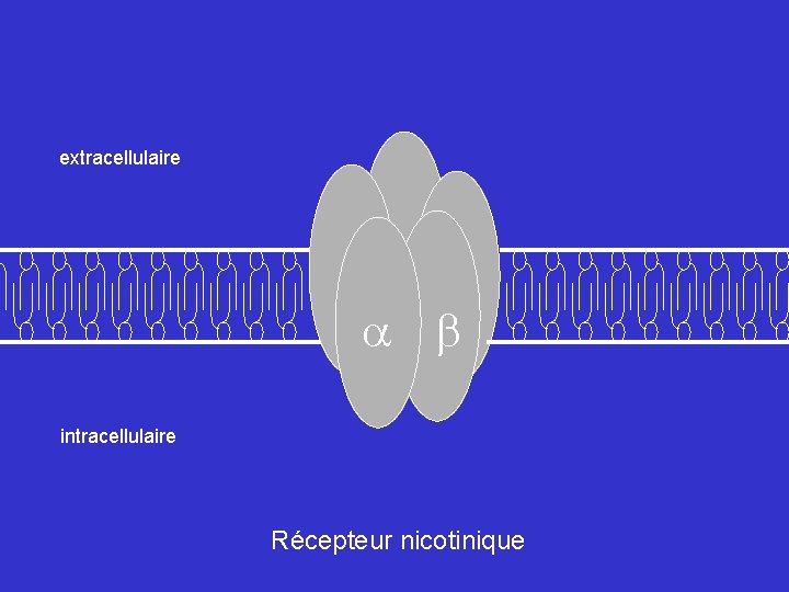 extracellulaire intracellulaire Récepteur nicotinique 