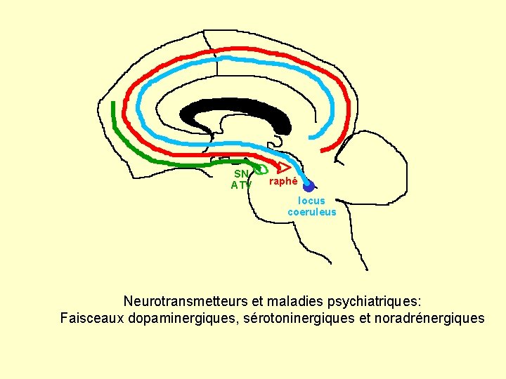 SN ATV raphé locus coeruleus Neurotransmetteurs et maladies psychiatriques: Faisceaux dopaminergiques, sérotoninergiques et noradrénergiques