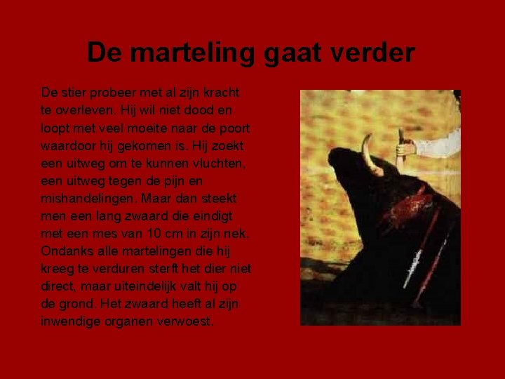 De marteling gaat verder De stier probeer met al zijn kracht te overleven. Hij