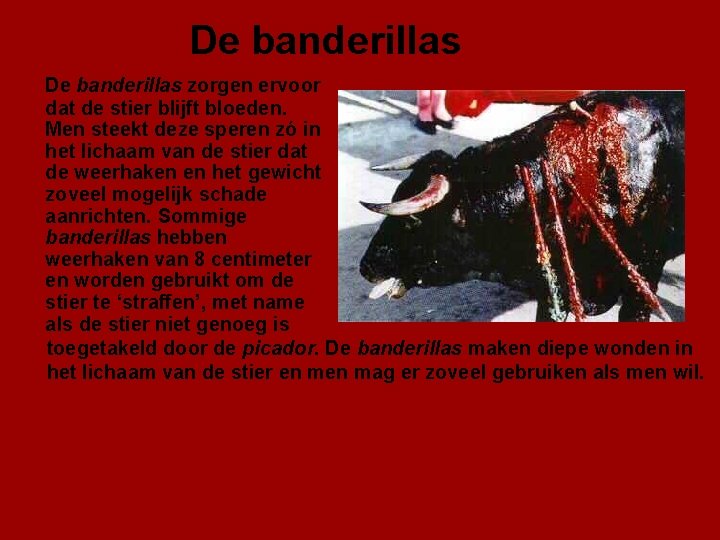 De banderillas zorgen ervoor dat de stier blijft bloeden. Men steekt deze speren zó