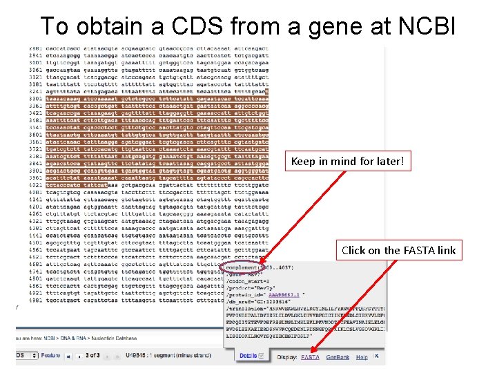 To obtain a CDS from a gene at NCBI Keep in mind for later!