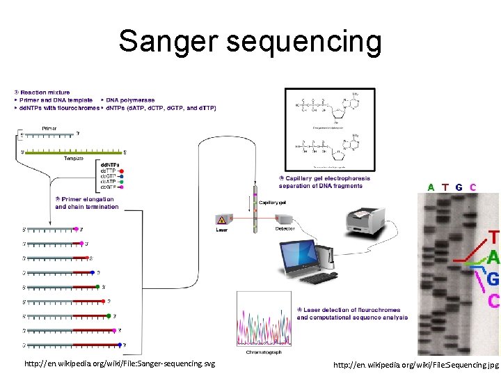 Sanger sequencing http: //en. wikipedia. org/wiki/File: Sanger-sequencing. svg http: //en. wikipedia. org/wiki/File: Sequencing. jpg