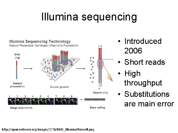 Illumina sequencing • Introduced 2006 • Short reads • High throughput • Substitutions are